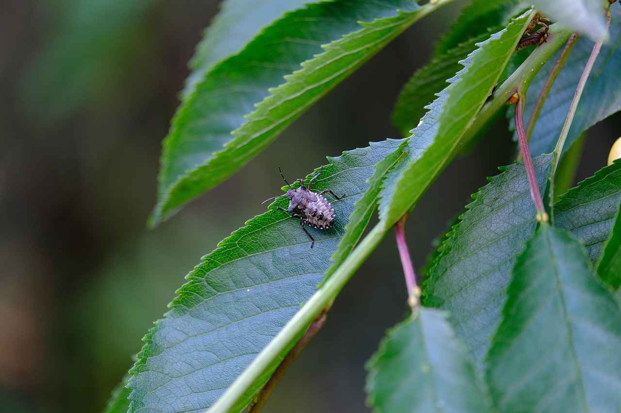 Buhurdanlık Aromalarının Faydaları