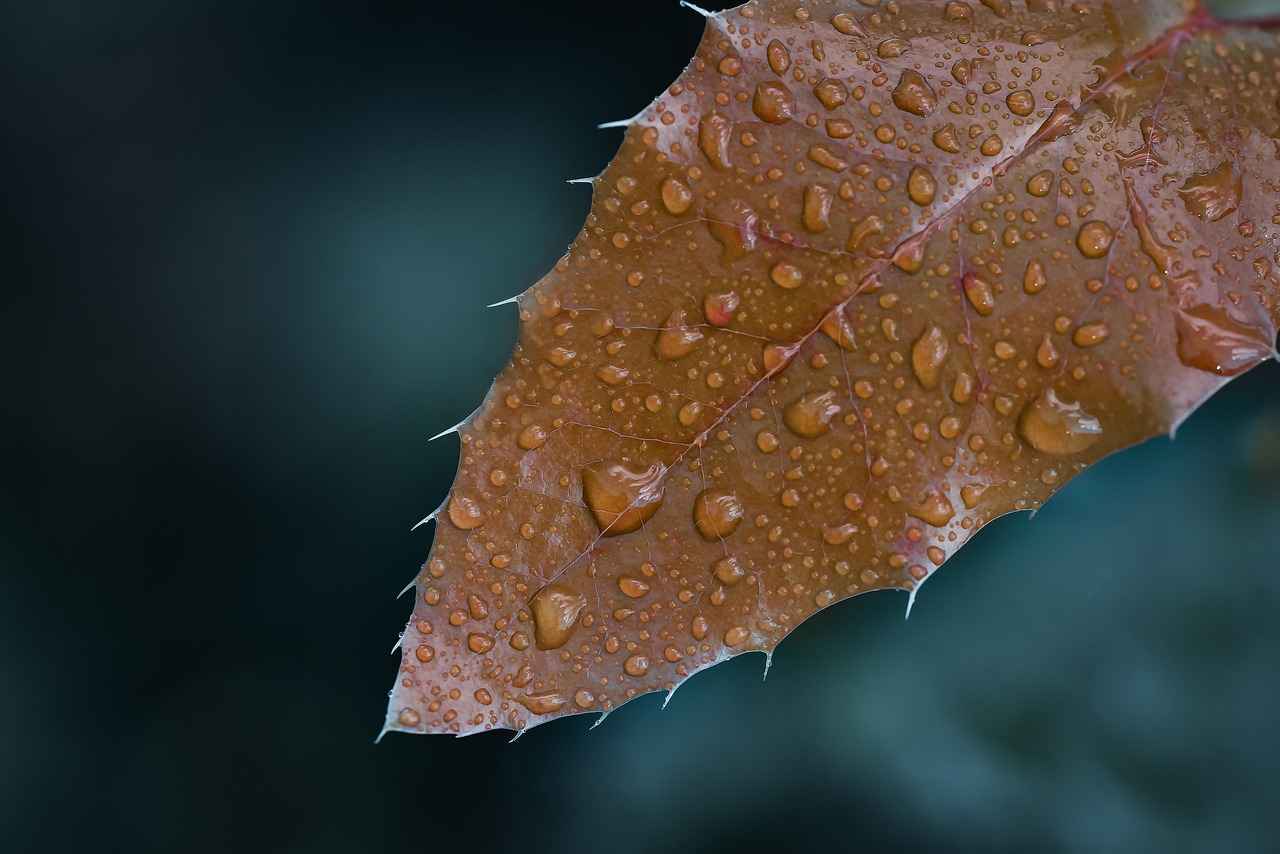 Buhurdanlık ile Burçlara Göre Kokular 3 Boğa Burcu için Uygun Kokular