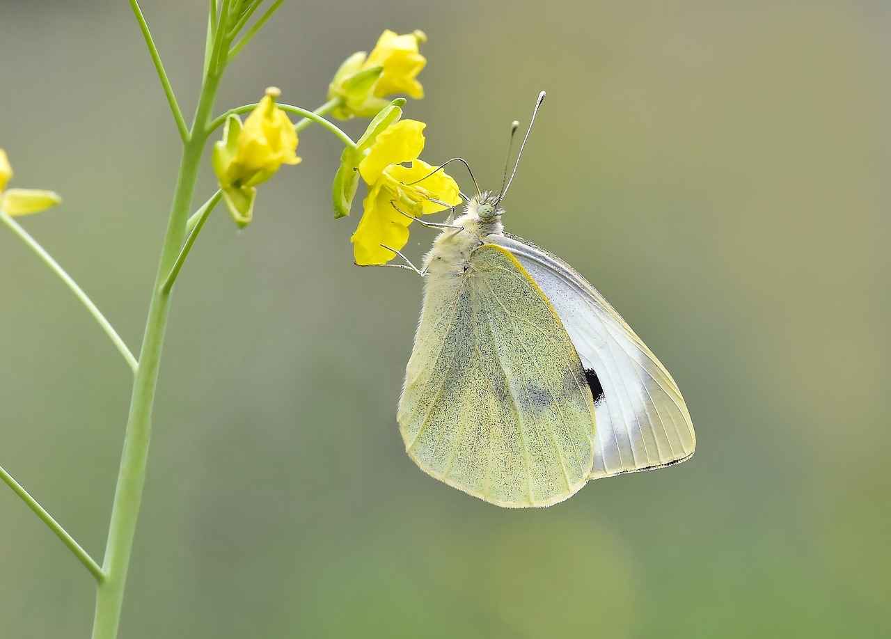Buhurdanlık ile Doğal Böcek Kovucu Karışımlar 2 Doğal Böcek Kovucuların Avantajları