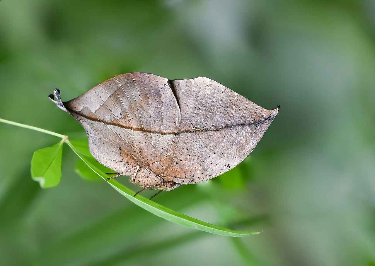 Buhurdanlık ile Doğal Böcek Kovucu Karışımlar 3 En Etkili Doğal Yağlar