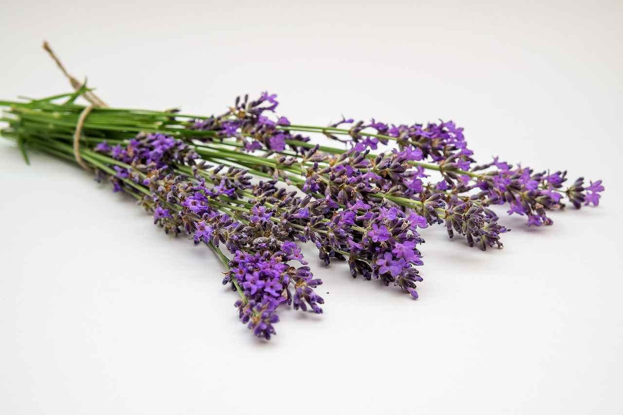 Lavanta ve Rahatlama