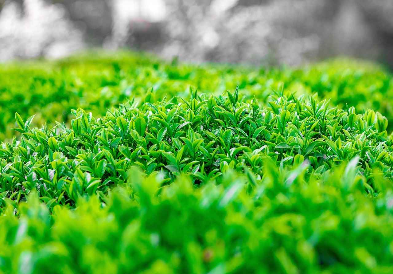 Buhurdanlık ve Meditasyon