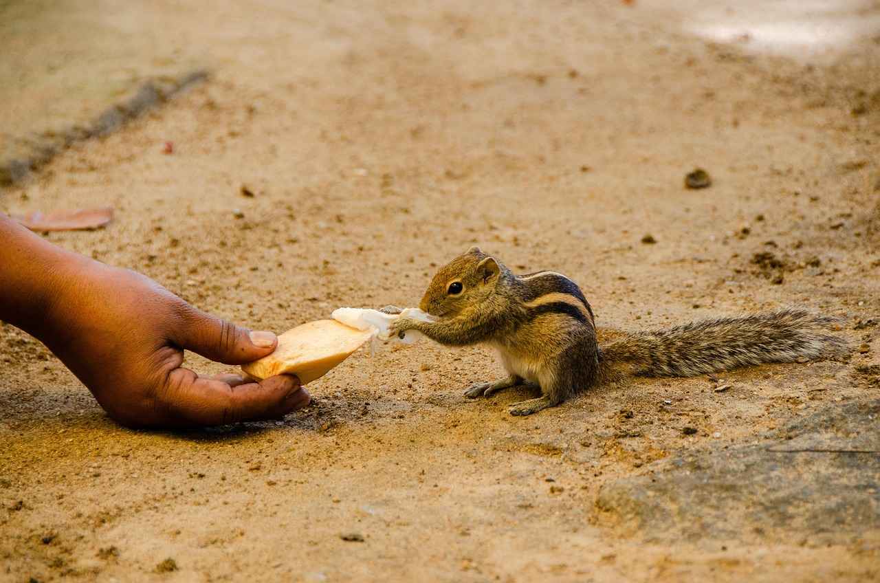 Kokuların Uygulama Yöntemleri