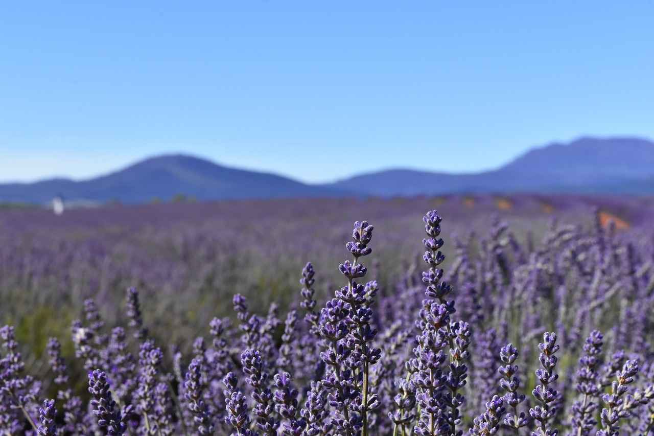 Buhurdanlık ve Aromaterapi Nedir?