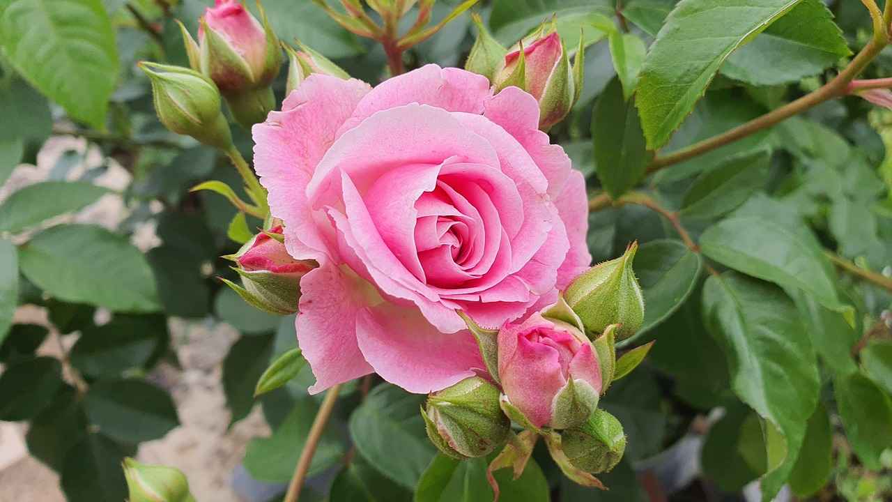 Kendi Parfümünüzü Yapmanın Avantajları