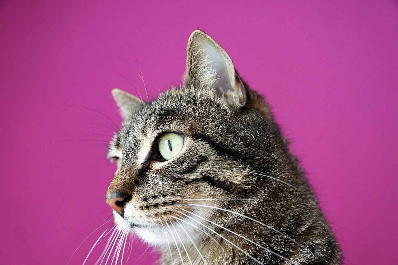 Buhurdanlık Seçerken Dikkat Edilmesi Gerekenler