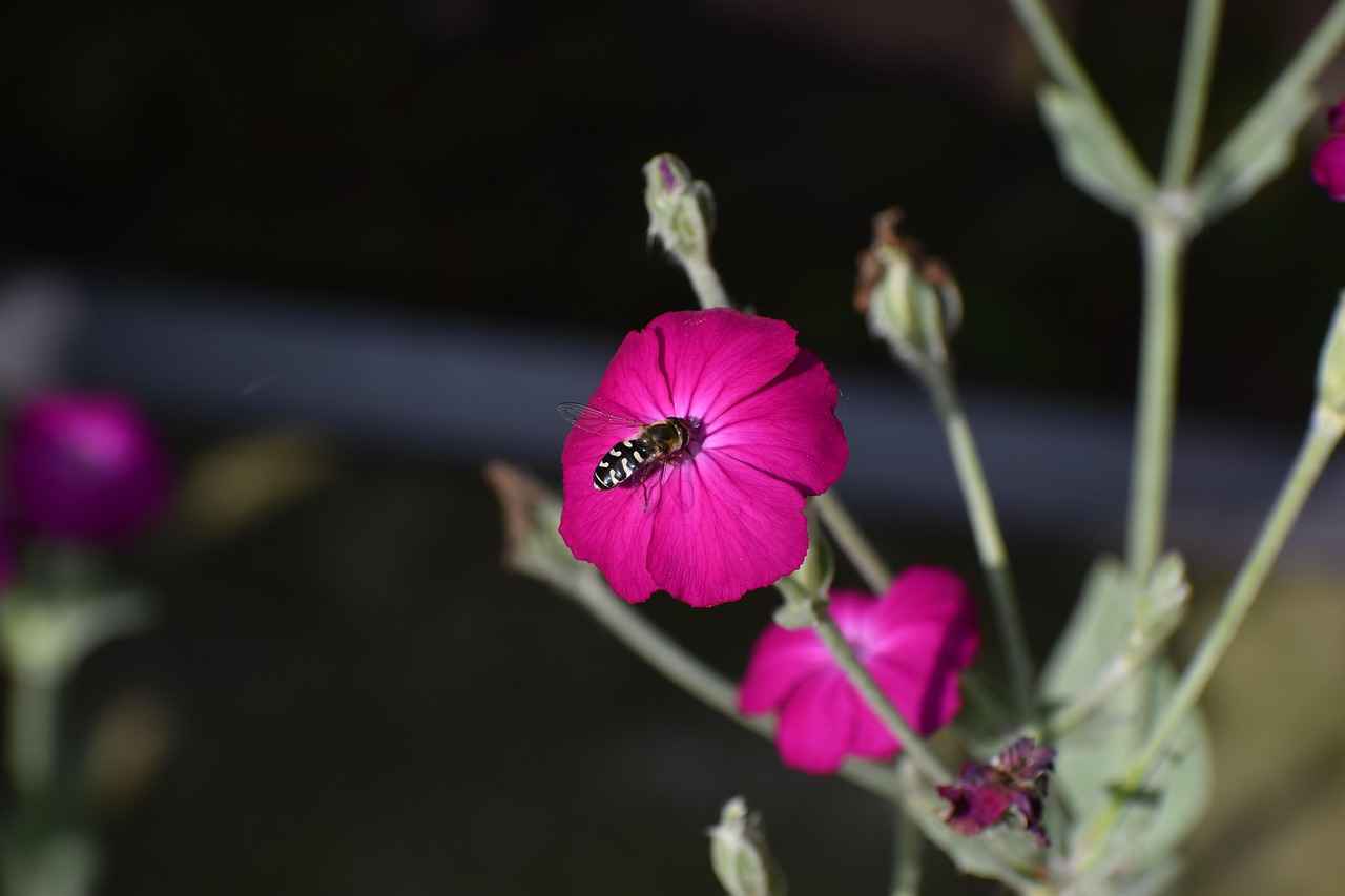 Hangi Yağlar Kullanılmalı?