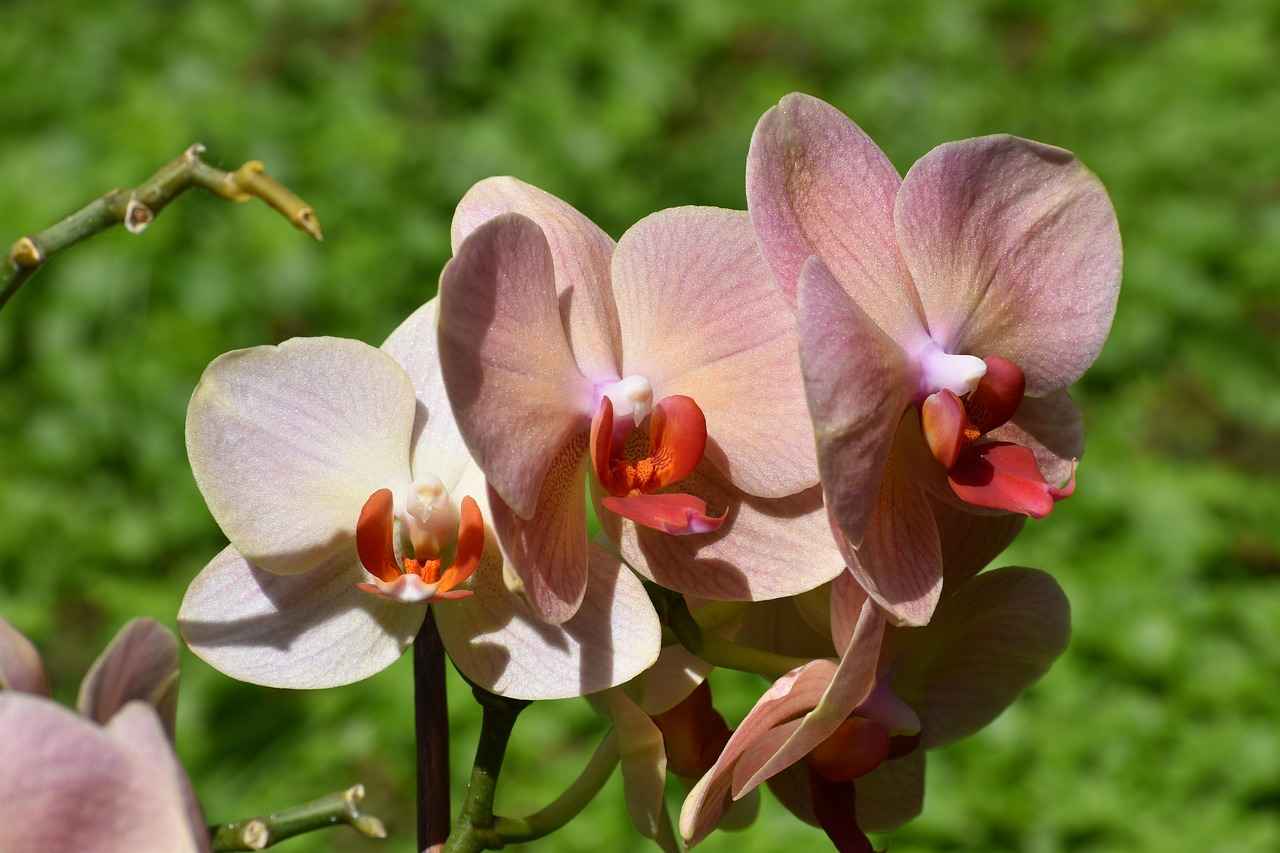 Aromaterapi Nedir ve Nasıl Çalışır?