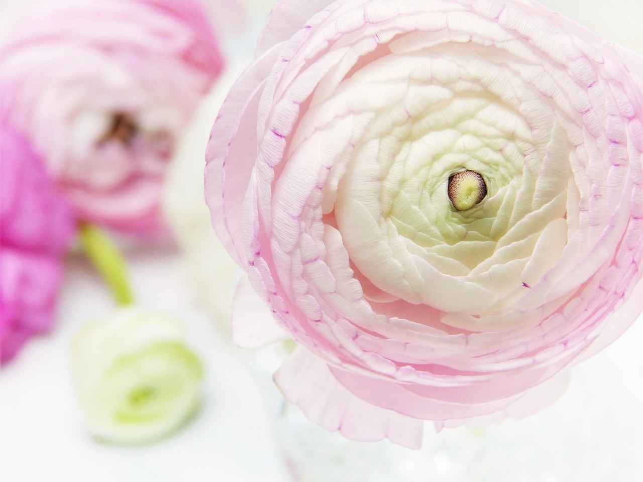 Buhurdanlık Yağları ve Faydaları Rehberi 2 Buhurdanlık Yağlarının Faydaları