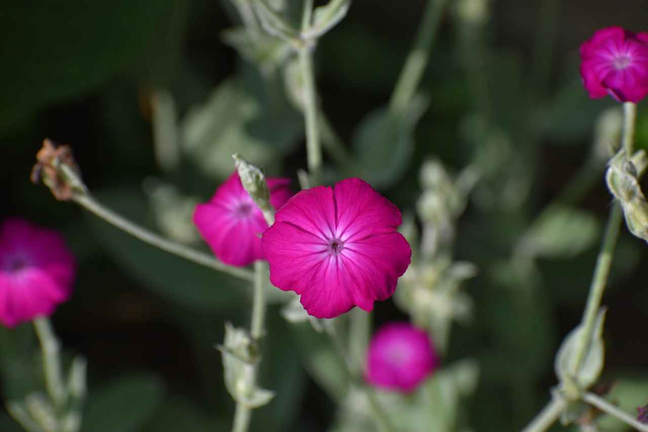 Buhurdanlıkta Kullanılmaması Gereken Yağlar 6 6. Zencefil Yağı