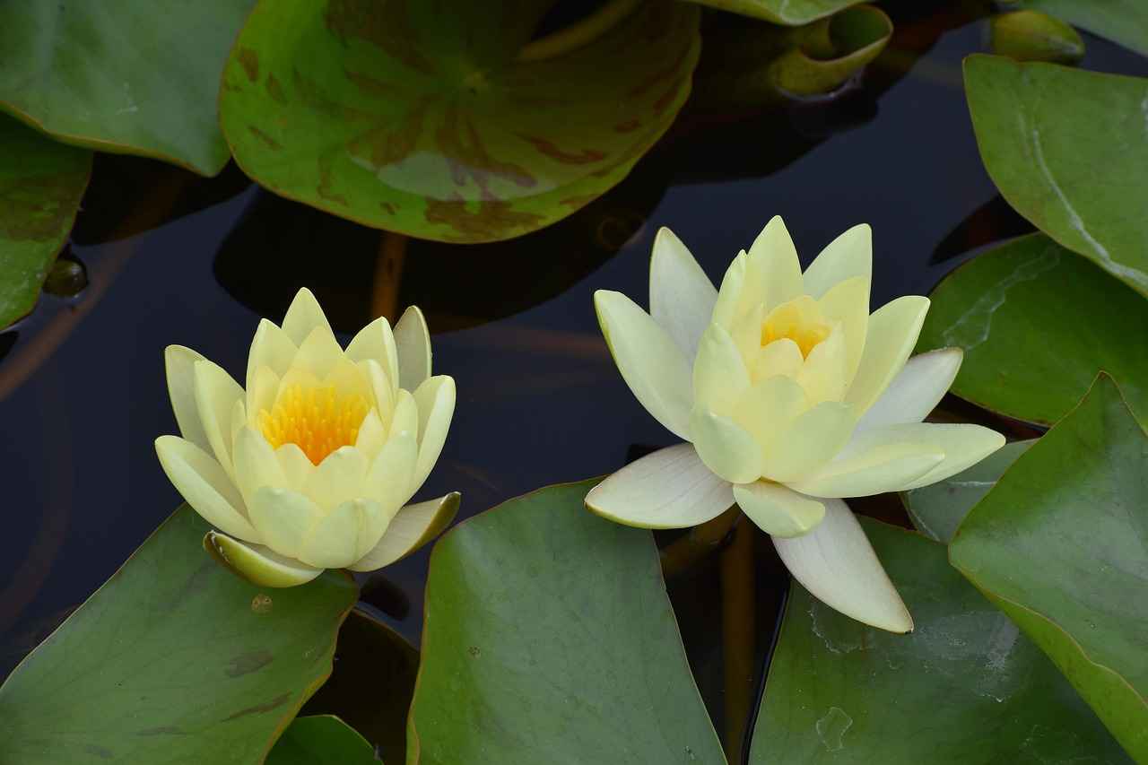 Buhurdanlıkta Kullanılmaması Gereken Yağlar 8 8. Ylang Ylang Yağı