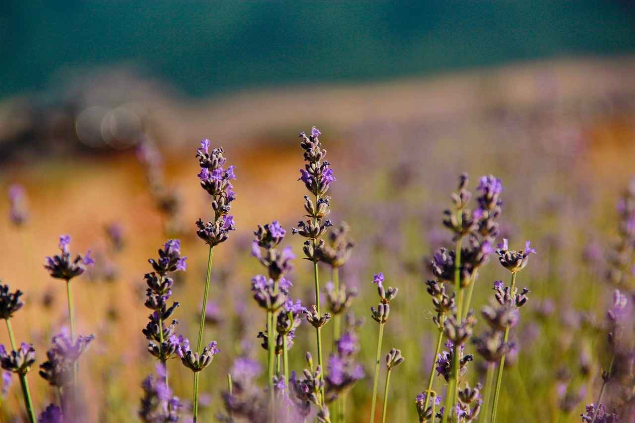 Lavanta Yağının Tarihi ve Kökeni