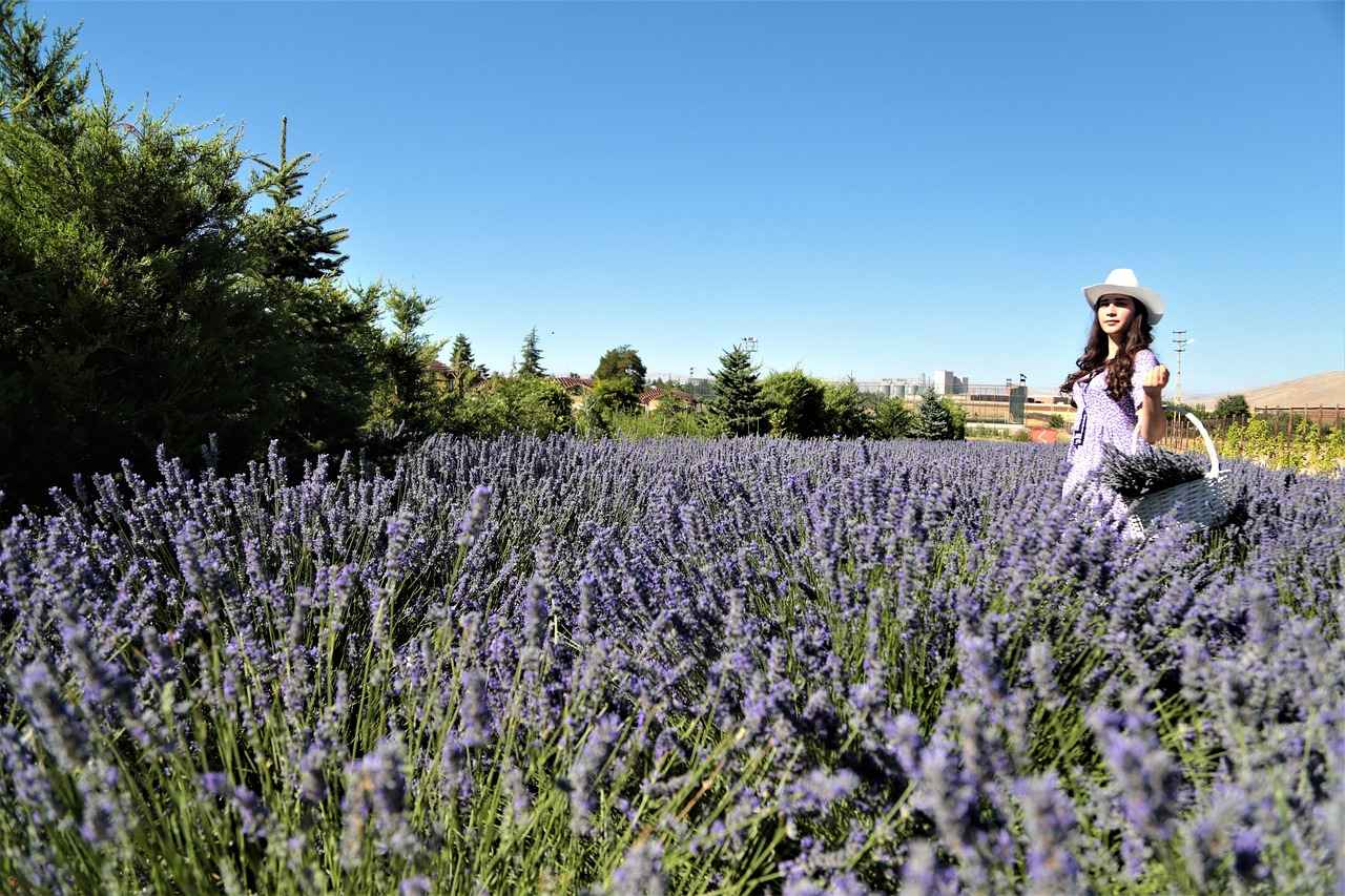 Lavanta Yağının Faydaları