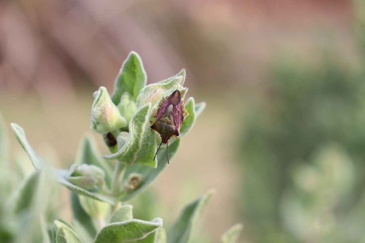 Buhurdanlık Kullanmanın Faydaları