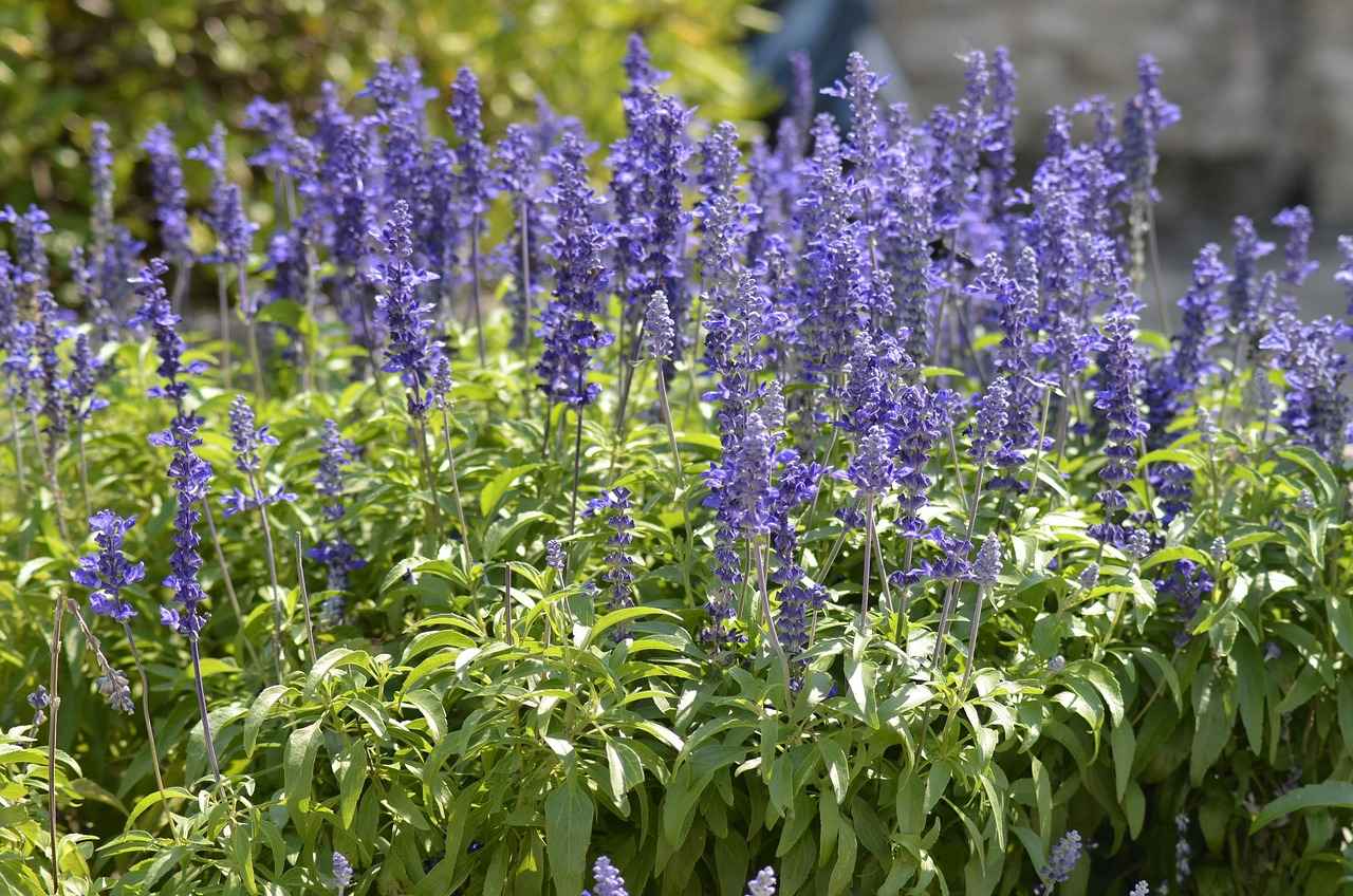 Evde Spa Deneyimi İçin Buhurdanlık Kullanımı 5 Hangi Aromalar Kullanılmalı?