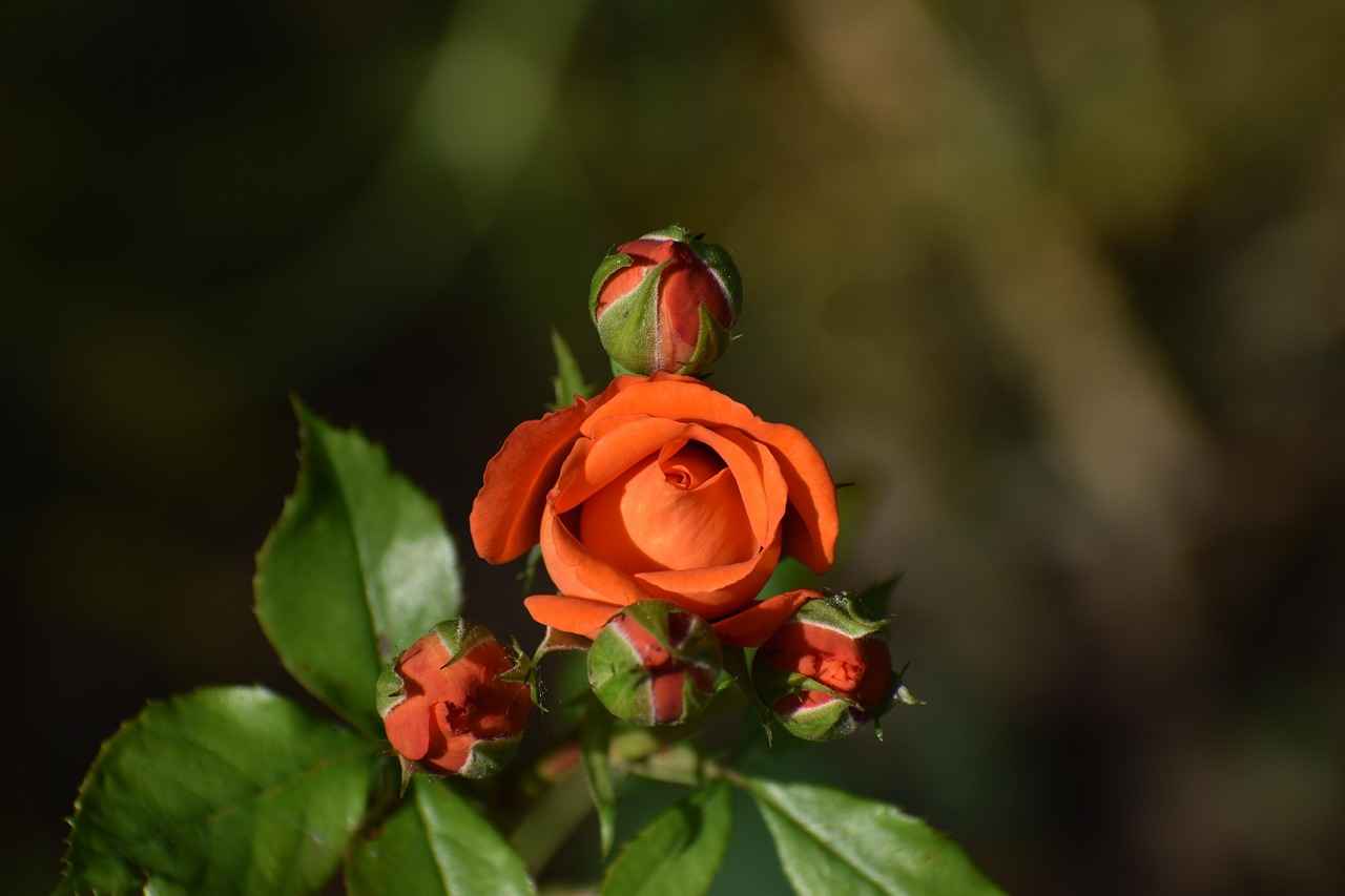 Okaliptüs Yağının Enerji Verici Etkisi