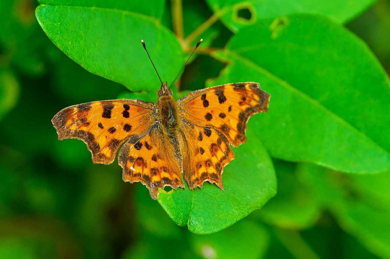 Bağışıklık Sistemi İçin Yağ Karışımları