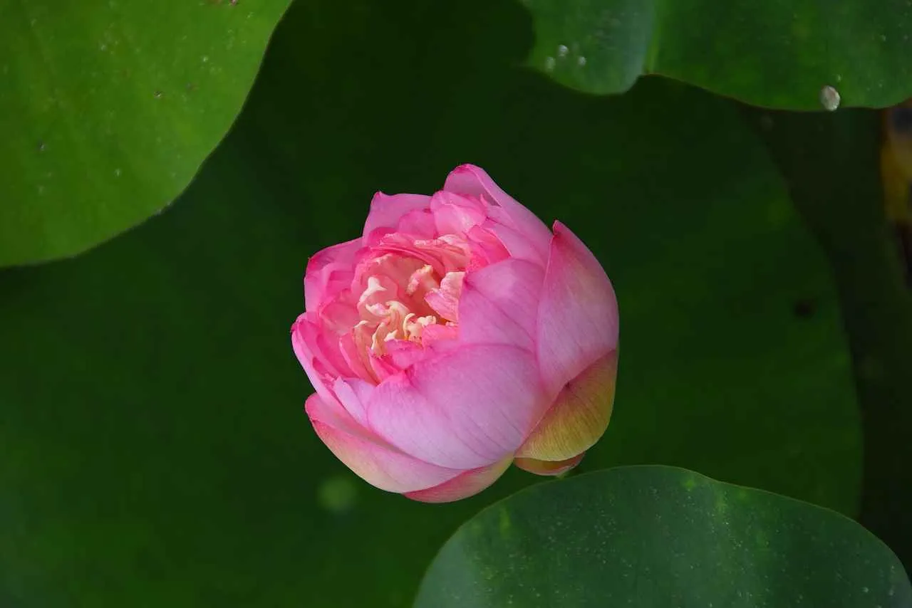 Ofis Ortamında Buhurdanlık Kullanılır mı? Ofis Ortamında Buhurdanlık Kullanılır mı?